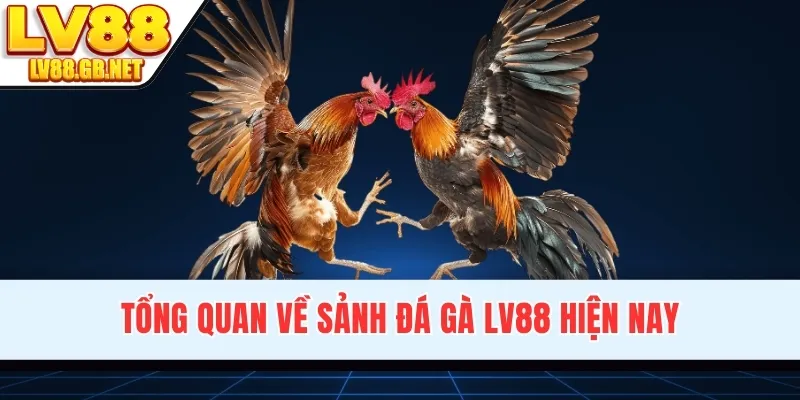 Tổng quan về sảnh đá gà LV88 hiện nay